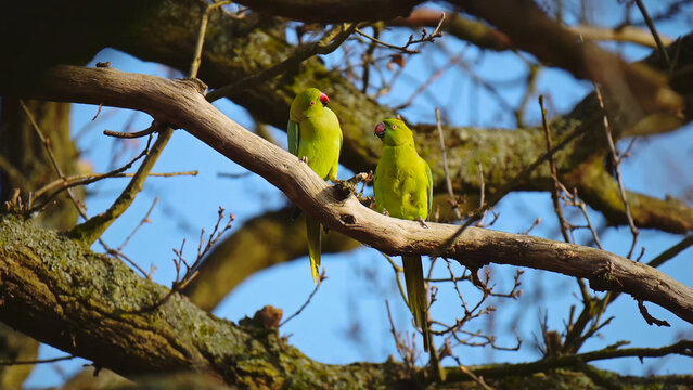 Vibrant green parakeets perched on a bare tree branch, two beautiful rose-ringed parakeets in natural habitat, exotic birds in a serene outdoor setting