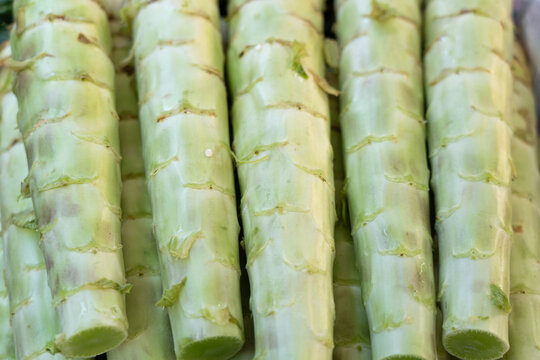 Fresh celtuce stalks providing healthy raw vegetables