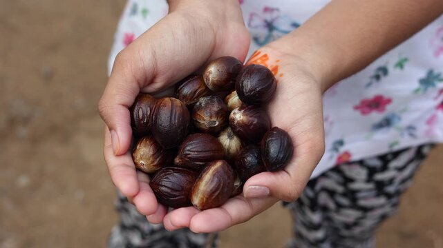 Nutmeg seed many isolated. women or girl holding in hand lots nutmeg fruit, seeds Kerala India. spices known as pala in Indonesia and red mace from tree Myristica Banda Islands Moluccas Spice Islands