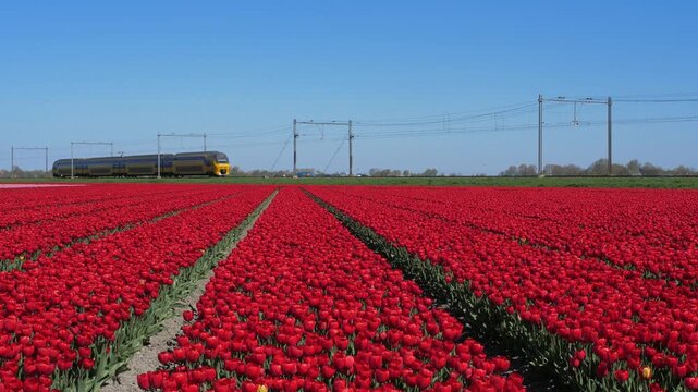 Yellow Train Passing Vibrant Red Tulip Fields