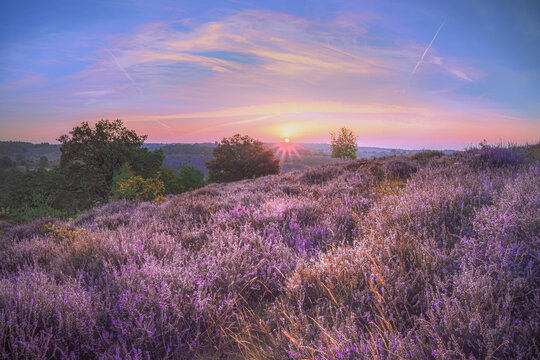 Golden hour paints the heather fields in soft, warm hues.