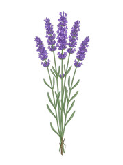 Fototapeta premium Lavender flowers bouquet with transparent background