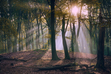 Obraz premium Sunbeams pierce the misty forest, illuminating fallen leaves.