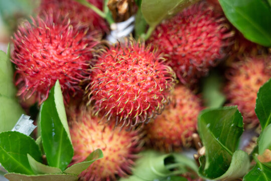 Fresh rambutan fruits displaying exotic red hairy skin
