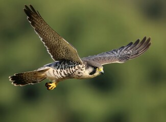 Fototapeta premium Eurasian hobby bird flies with wings spread. This falcon has brown barred underparts, sharp yellow beak, and predatory eyes. It hunts small birds mid air.