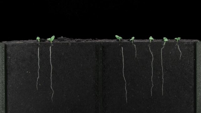 Rosemary (Salvia rosmarinus) seeds were placed in a rhizobox filled with soil to study root growth. The seeds were grown in the rhizobox for 30 days, isolated on black background, vertical orientation