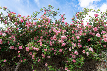 Obraz premium Pink climbing roses blooming against blue sky