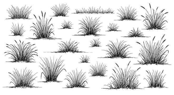 Hand drawn grass tufts and meadow plants, black and white ink sketch vector set, botanical wild grass elements for landscape design and garden illustrations