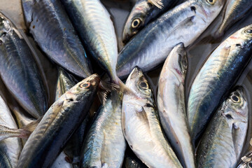 Fototapeta premium Freshly caught Mackerel fish on ice at a market stall