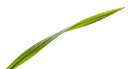Fototapeta premium A single, slender green blade of grass with small water droplets on its surface, isolated against a solid black background