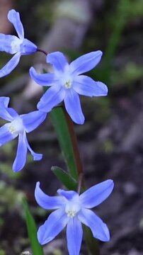 Blue chionodoxa flowers swaying in the spring breeze