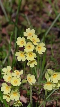 Wild oxlip primula elatior flowers in a spring forest