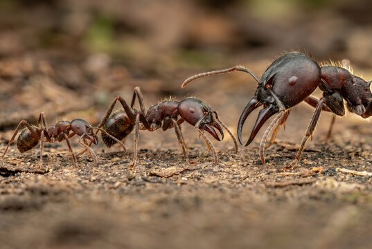 Soldier and worker army ants showing polymorphism on forest floor