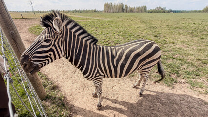 Naklejka premium Zebra standing near a fence in a grassy field with trees and a clear sky visible in the background