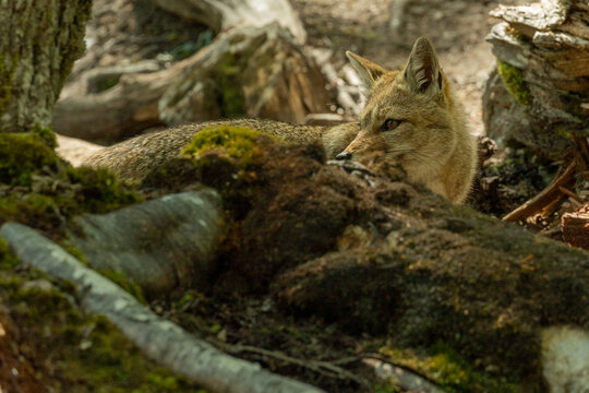 El zorro gris, tambi&eacute;n llamado chilla, es una especie de mam&iacute;fero carn&iacute;voro de la familia de los c&aacute;nidos que habita en Am&eacute;rica del Sur, en las laderas monta&ntilde;osas de la cordillera de los Andes en Argen