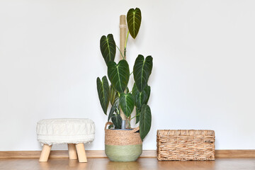 Large exotic 'Philodendron Melanochrysum' houseplant with long velvet leaves in basket flower pot on floor © Firn