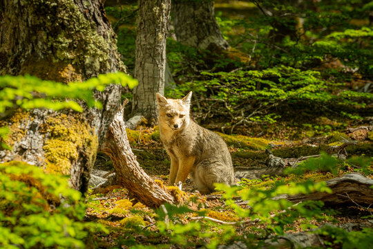 El zorro gris, tambi&eacute;n llamado chilla, es una especie de mam&iacute;fero carn&iacute;voro de la familia de los c&aacute;nidos que habita en Am&eacute;rica del Sur, en las laderas monta&ntilde;osas de la cordillera de los Andes en Argen