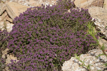 The plant in the picture is thyme, most likely creeping thyme (Thymus serpyllum), also known as wild thyme. Near Lagos, Algarve – Portugal. © guentermanaus