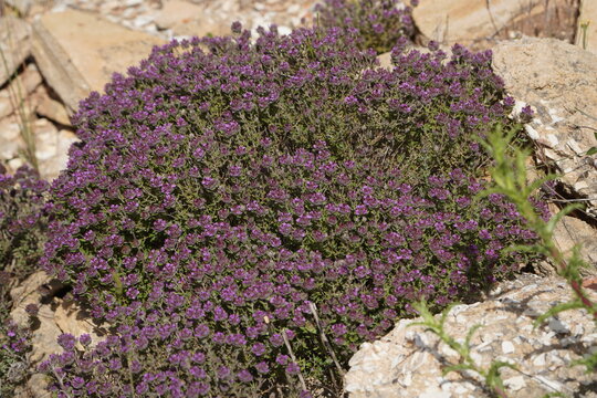 The plant in the picture is thyme, most likely creeping thyme (Thymus serpyllum), also known as wild thyme. Near Lagos, Algarve &ndash; Portugal.