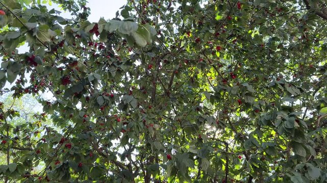 Sour cherries in summer