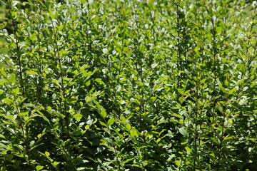 Fototapeta premium Peaceful natural landscape with green trees and park scenery. Beautiful outdoor environment with fresh air, calm atmosphere and natural background. Perfect for nature, relaxation and ecology themes.
