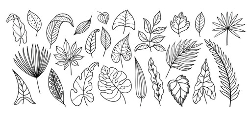 Hand drawn tropical leaves vector set with palm, monstera, philodendron, caladium and eucalyptus foliage, black outline botanical collection of exotic jungle leaf doodles © Tartila