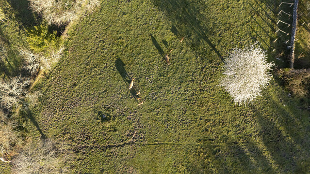 Aerial view of roe deer grazing in a green meadow with long shadows and a blossoming tree in Galicia, Spain.