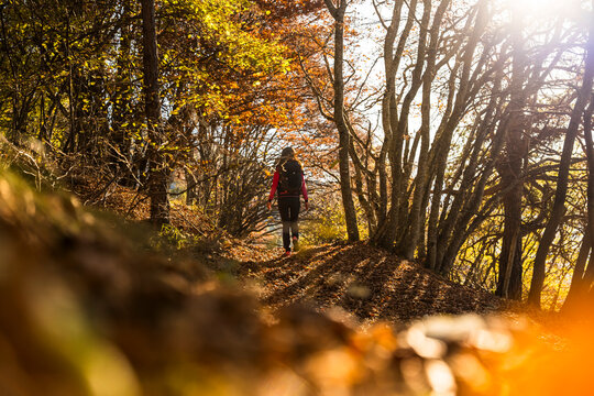 Woman hiking an autumn forest path with golden leaves and sunlight, embracing outdoor lifestyle and exploration at Forra del Lupo Trekking, Great World War, Trentino, Italy.