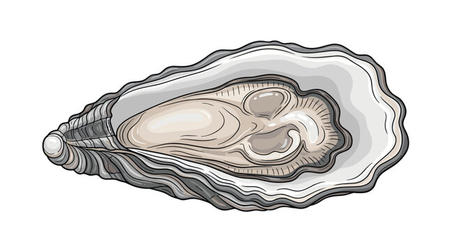 Detailed illustration of an open oyster shell revealing a shiny white pearl tucked inside its textured interior.
