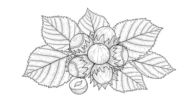 Hand drawn hazelnut illustration with detailed leaves showing a cluster of whole nuts and a single cracked open shell.