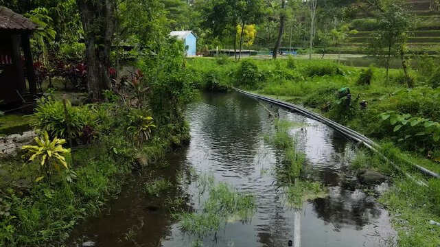 Calm rural river stream in a lush green Indonesian village. High-quality 4K nature footage.