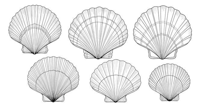 Set of six scallop shells in various sizes is rendered in a detailed black and white line art style perfect for coastal and nautical designs.