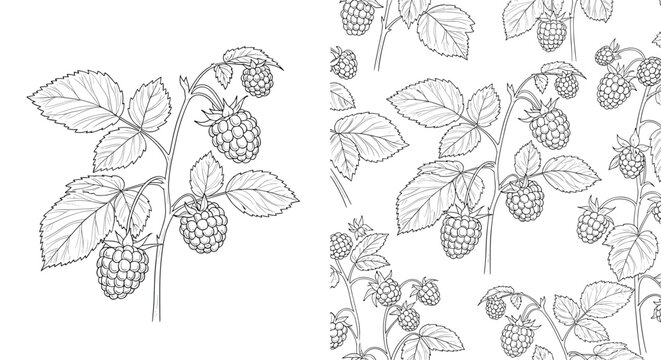 Detailed line drawing and a seamless pattern of fresh raspberries on branches showcase the delicate berries and leaves in a botanical art.