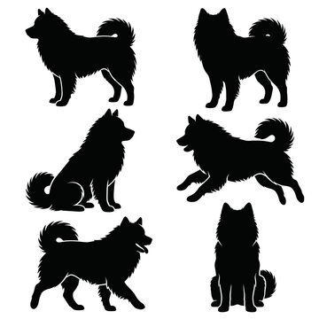 Black and white vector silhouette set of Eurasier.