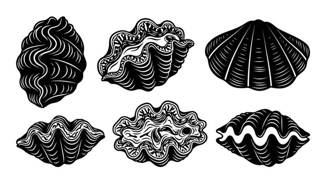 Black and white vector silhouette set of Giant Clam