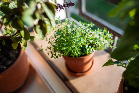 Homegrown of thyme in clay pot growing at French balcony. Urban gardening and farming. 