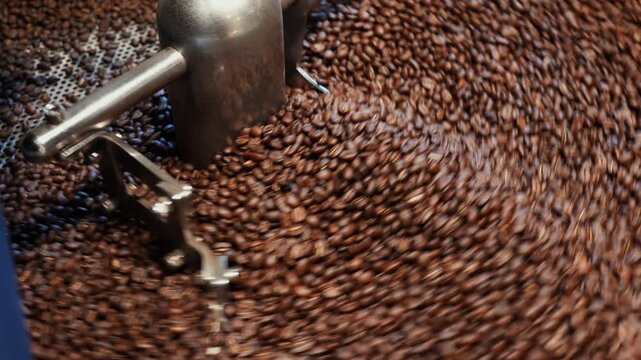 Industrial Coffee Roasting Freshly Roasted Beans Rotating in Cooling Tray