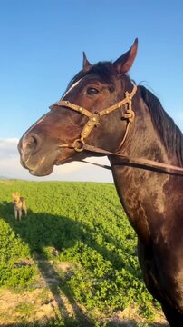 A horse in the field is neighing.