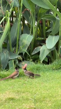 Pair of red-vented bulbuls interacting and feeding on green grass near plants, natural wildlife behavior