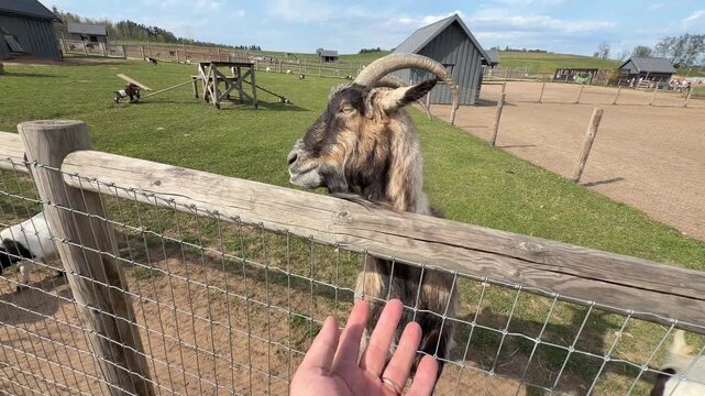 Goat approaches hand with food, showing interaction at a farm with green grass and wooden fence in the background
