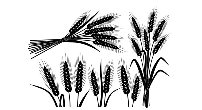 Wheat stalks and wheat grain illustration with hand drawn ink texture for harvest, vintage farm branding and packaging