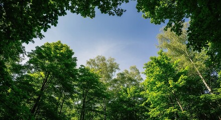 Fototapeta premium A low angle view of lush green treetops reaching toward a bright blue sky in a dense forest, creating a natural canopy of vibrant foliage, peaceful, wood, trees