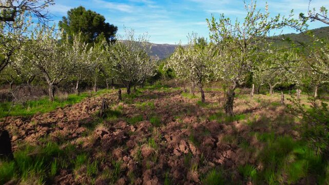 Forward tracking shot through blooming cherry trees in spring. White blossoms, fresh greenery and rural landscape create a calm natural scene perfect for seasonal and nature content. High quality 4k