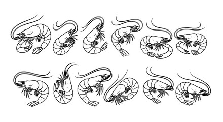 Fototapeta premium Shrimp hand-drawn set with detailed black line art and various poses featuring seafood, crustacean, illustration with sketch and vector elements for
