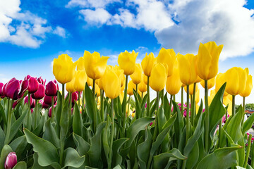 Obraz premium Red and yellow tulips.