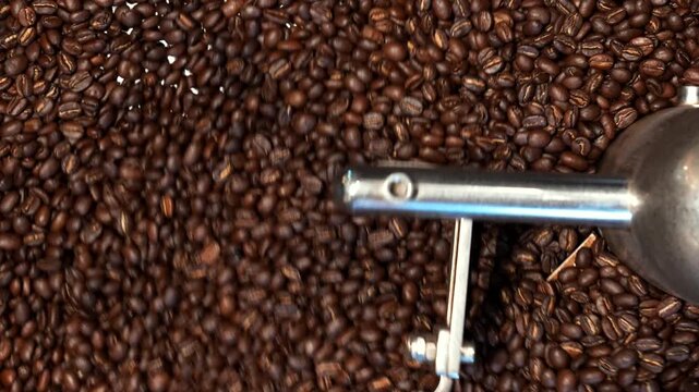 Cinematic Action of Professional Roasted Coffee Beans Agitating in Industrial Cooling Tray