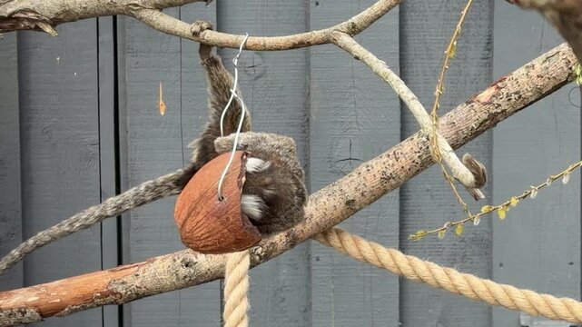 Small monkey interacts with coconut shell while hanging from branches, showcasing playful behavior in a natural outdoor setting