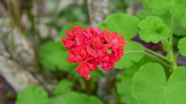close-up static shot of a vibrant red geranium flower in full bloom, set against a soft, naturally blurred green garden background.