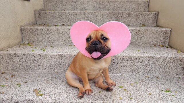 Young French Bulldog wearing pink heart-shaped mask sits on concrete steps, displaying adorable panting face and playful charm. With her Valentine headwear, she symbolizes celebration of romantic day
