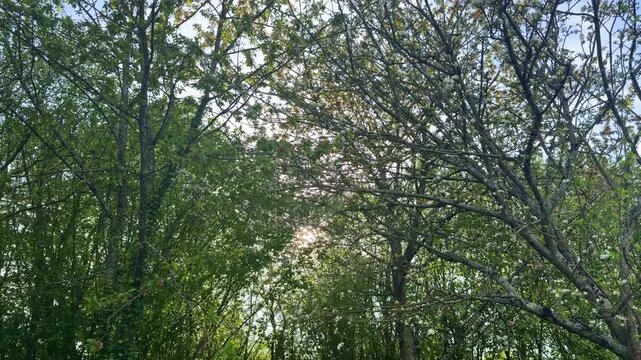 Sunlight shining through resh green leaves and branches of trees in forest during springtime. Tilt-up